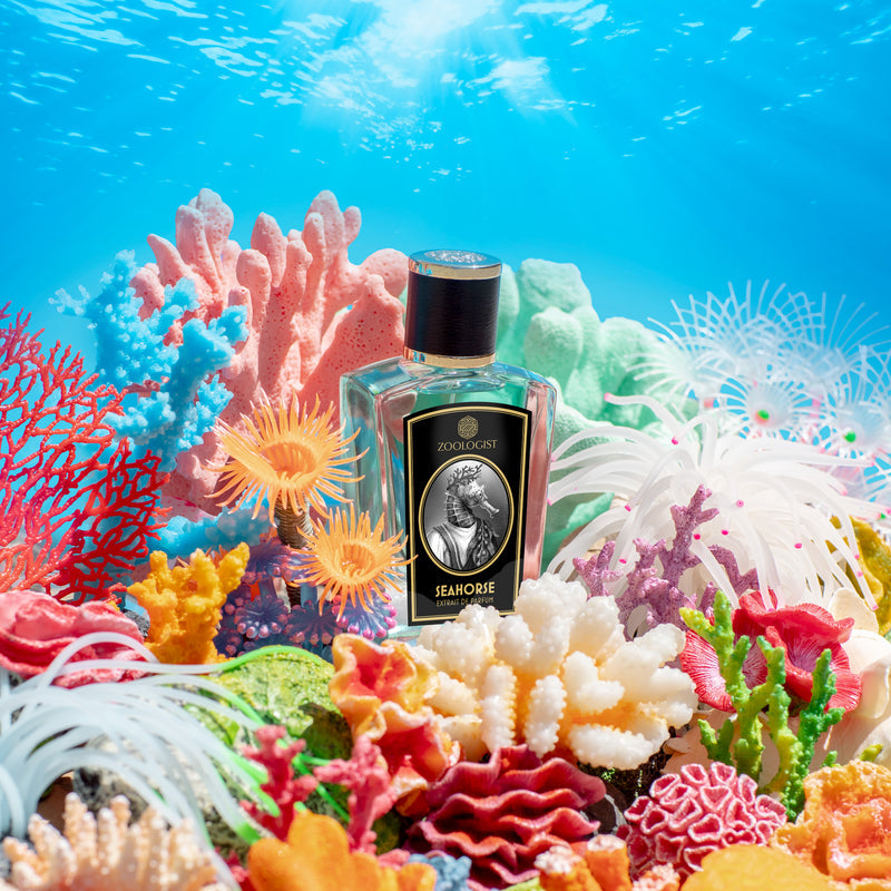 Zoologist Seahorse Limited Edition Zoologist